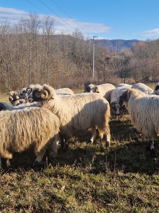 Vând berbeci sau schimb cu oi
