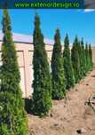 Tuia smarald inaltime 1m-3m, thuja smaralgd, magnolia grandiflora, etc