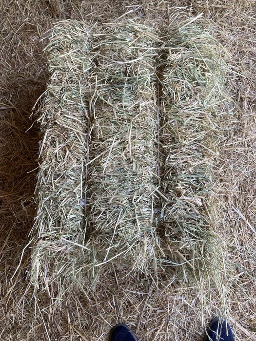 Беда, Сомон, Пичан, Ер ёнгок, Мош пресс,Янток,