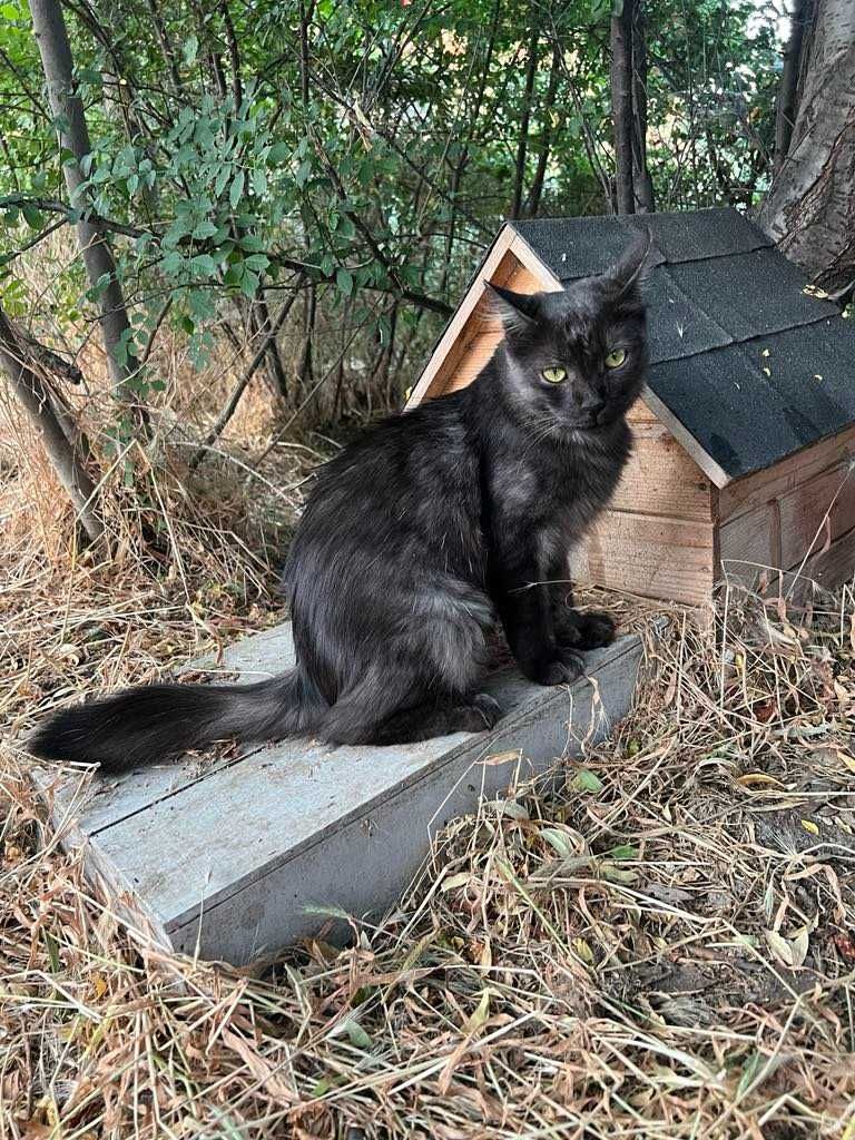 Котчицата Сибел търси дом