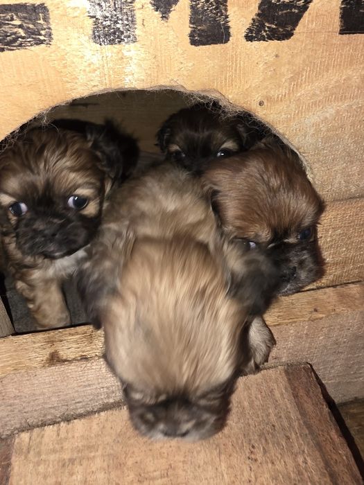 Vând puii de pechinez imperial