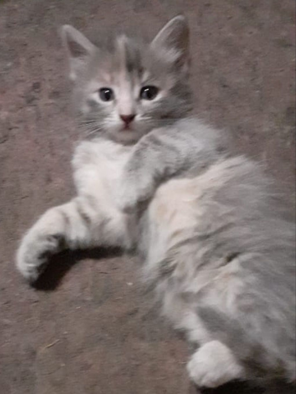 Котенок девочка  2 месяца