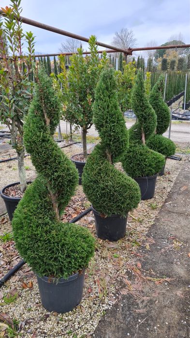 Pom pon! Spirala! Eunimus globular!