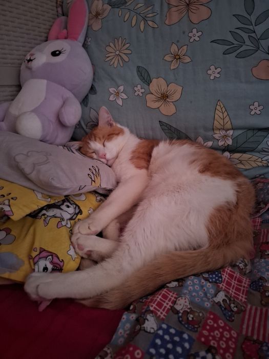 кот, мальчик , зовут персик