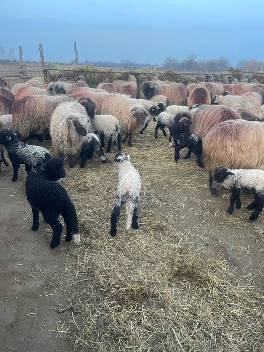 Vand 430 de oi rasa țurcana