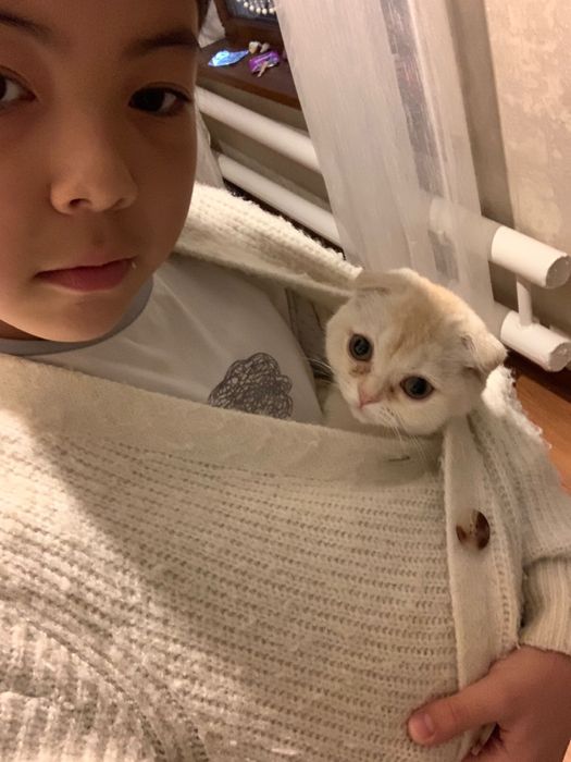 Ищем котика 4 месяцев.