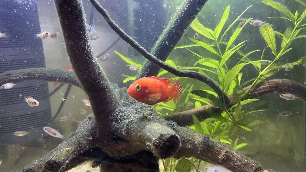 Цихлид Red Jewel бебета