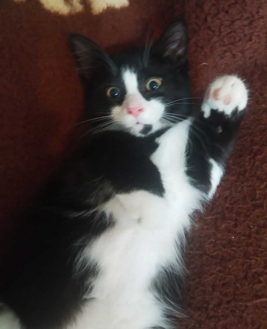 Кот, котенок в добрые руки. 4 мес. Чистый. Здоровый.