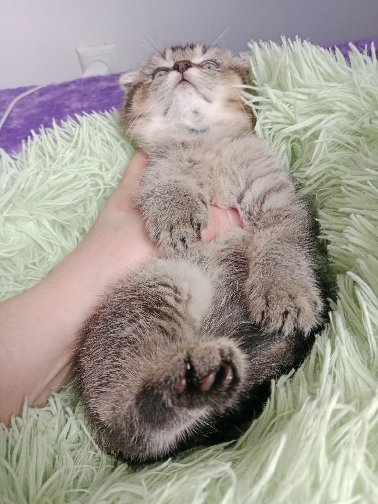 Котята шотландские плюшевые