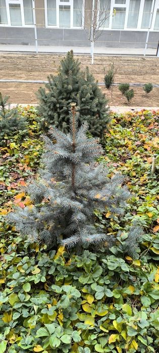 Голубой ель арчалари сотилади