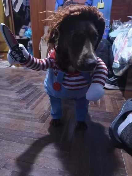 Costum Halloween pentru caine