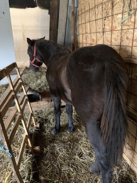 Vand sau schimb manza