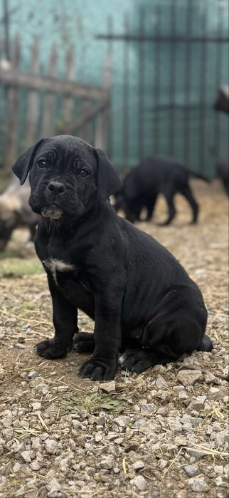 Кане Корсо / Kane Korso