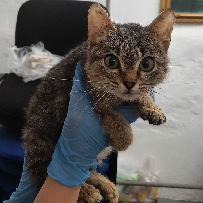 Котик (мальчик) 3 месяца