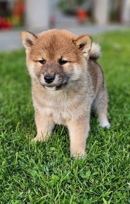 Fetița Shiba Inu pedigree