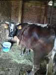 Vaca de Vânzare.