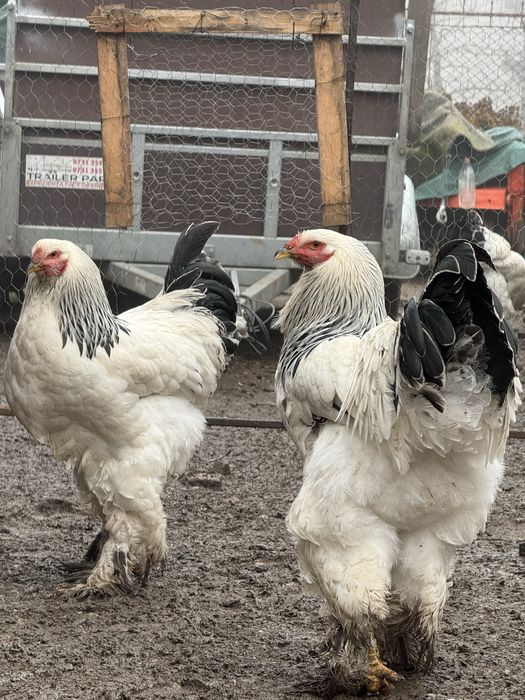 Cocosi brahma herminat deschis si potarnichiu