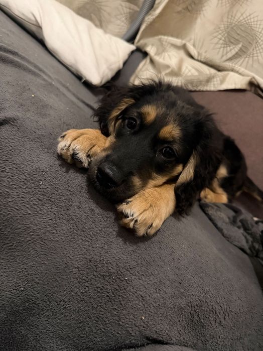 СПЕШНО подарявам женско кученце на 3 месеца