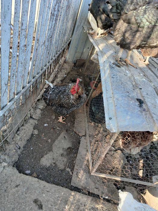 Vând cocoși de casă