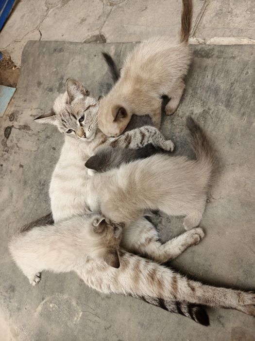Mushuk bolasi siyamsiki