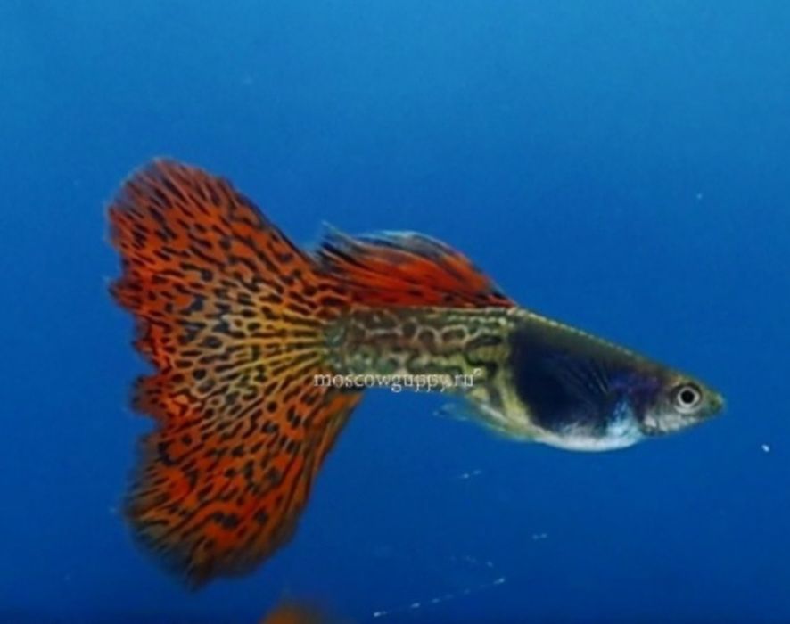 Продам гуппи черноголовка