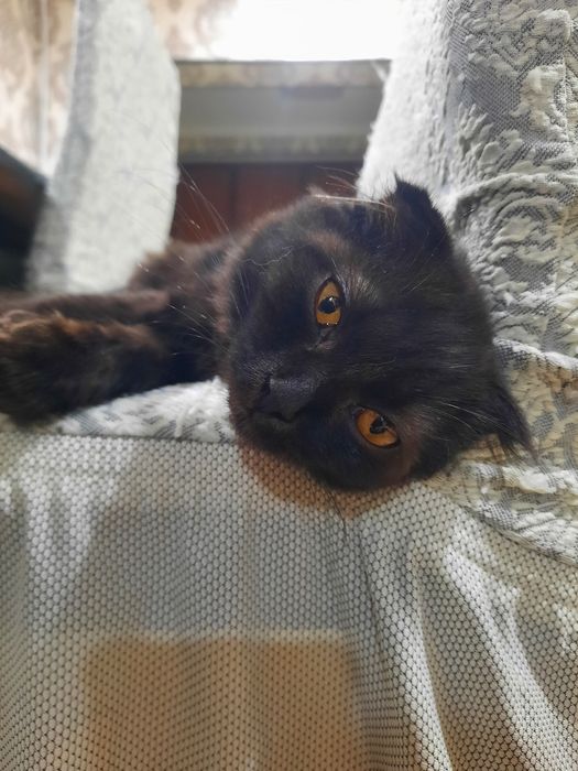 Скоттиш фолд  киз