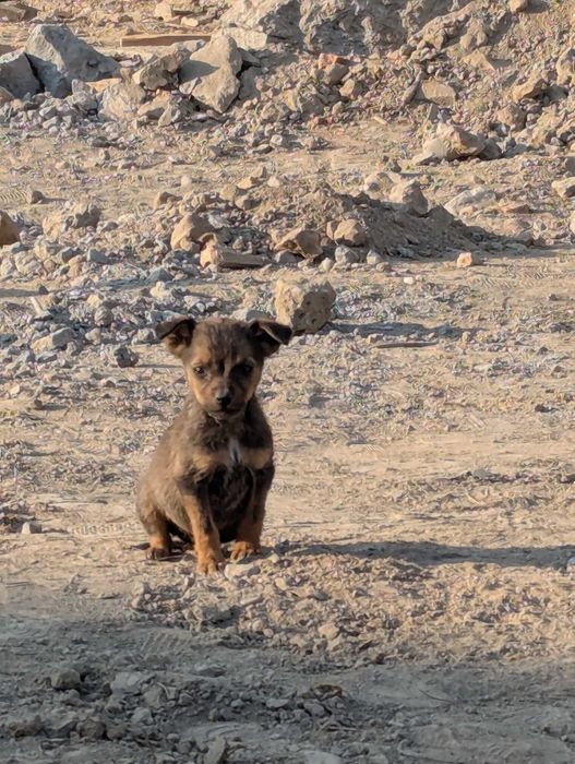 Отдам даром 2 месячных щенков