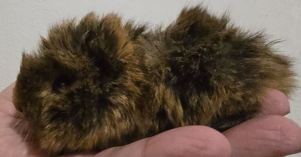 Porcusori de guineea