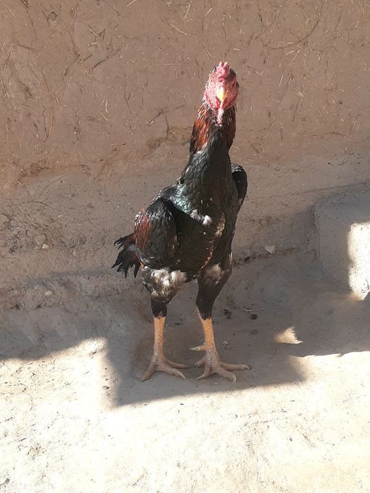 Dakan xuroz zoti tozza