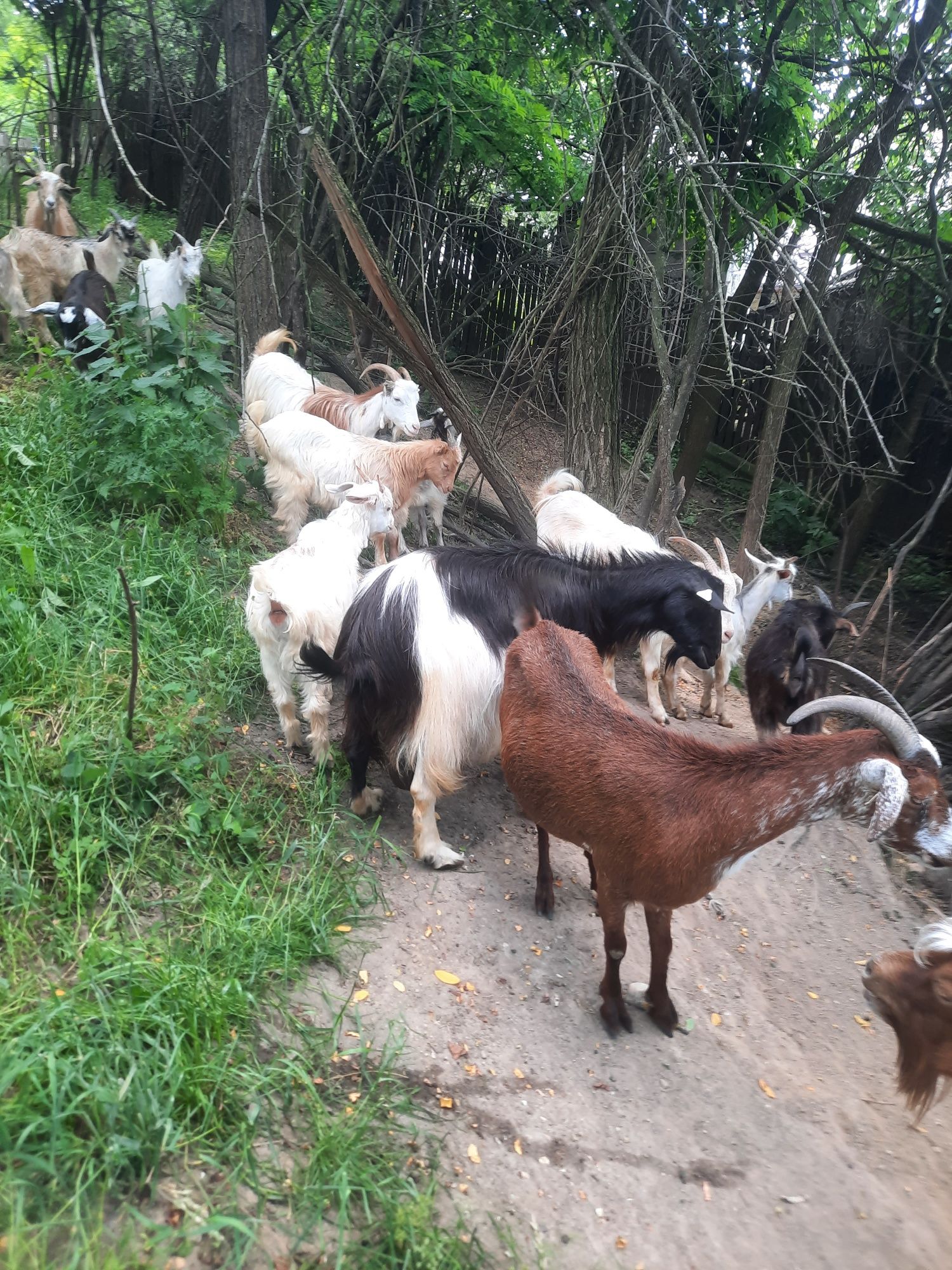 Vând iezi si iede