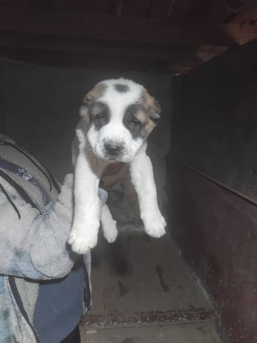 Алабай чистокровный 300$