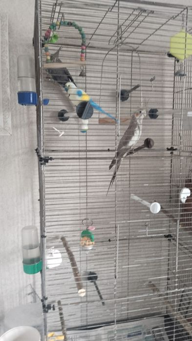 Продам попугая карелла