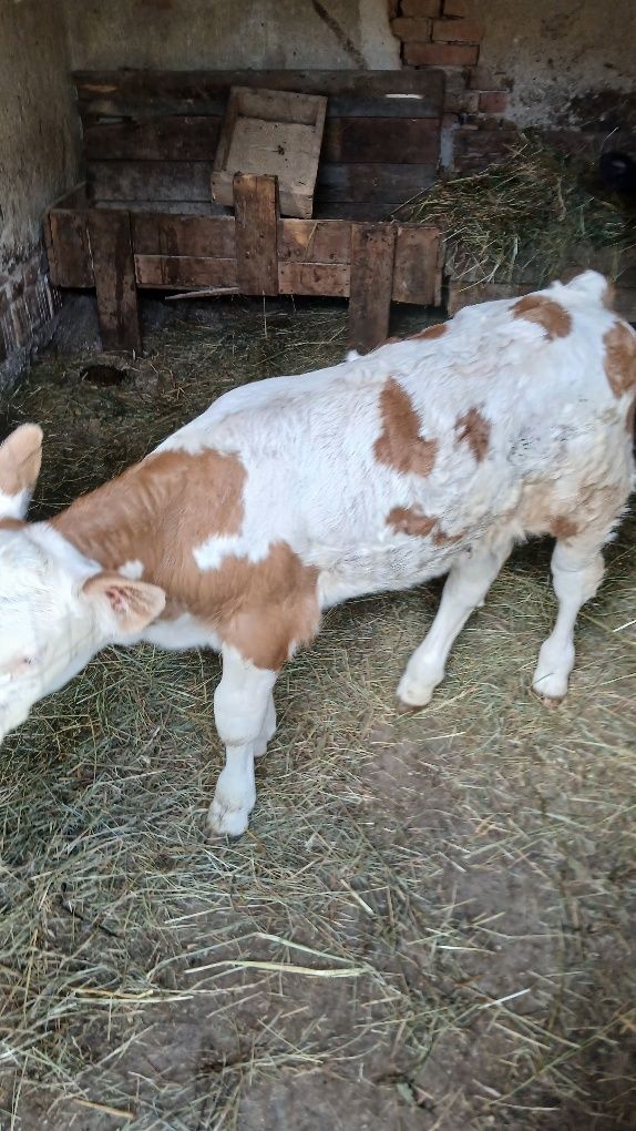 Vând vița baltata de 3 săptămâni