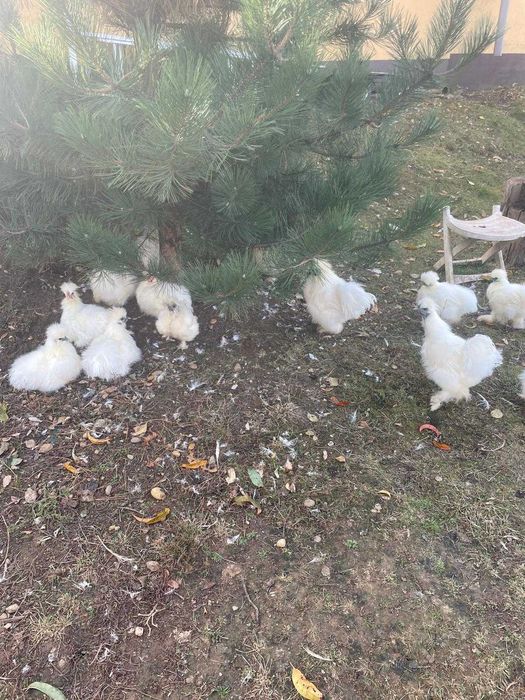 Păsări ornamentale  și de folos!