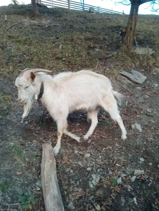 Țap  bun de prăsilă