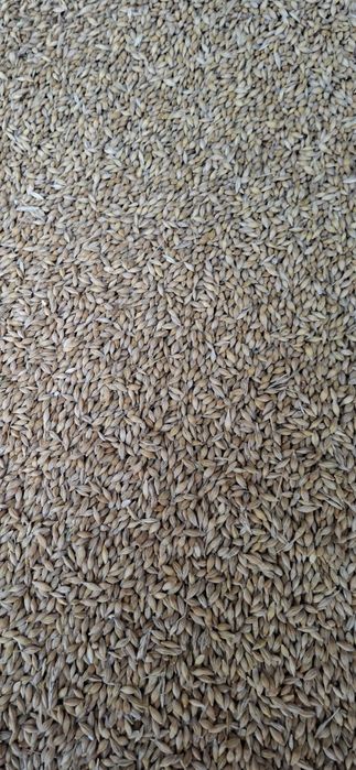 orzoaica de primăvara