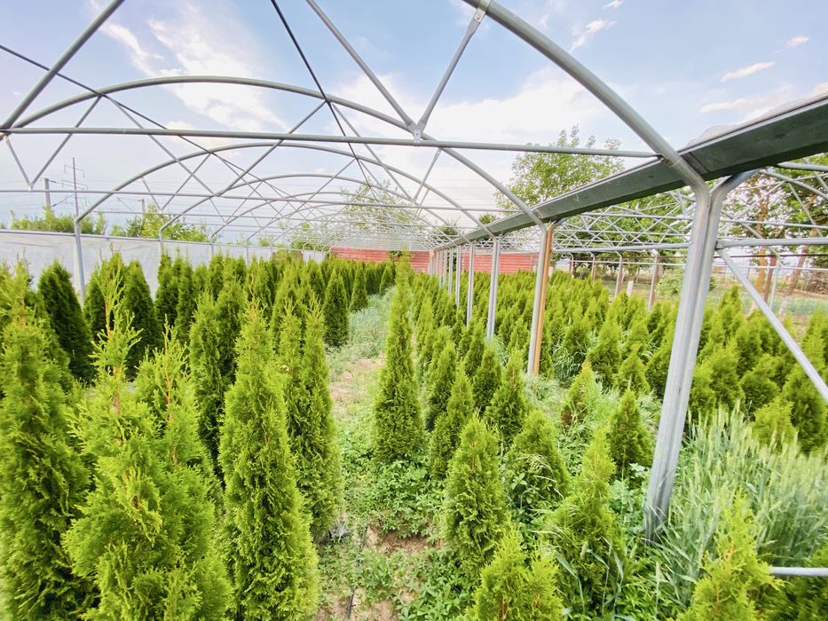 Tuia, magnolii, brazi plante din pepiniera proprie