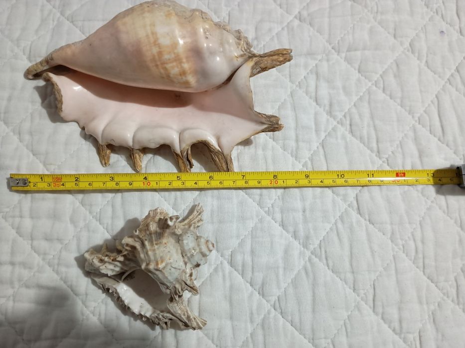 Cochilii scoici uriașe
