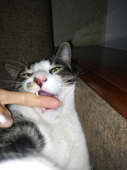 Отдам бесплатно.