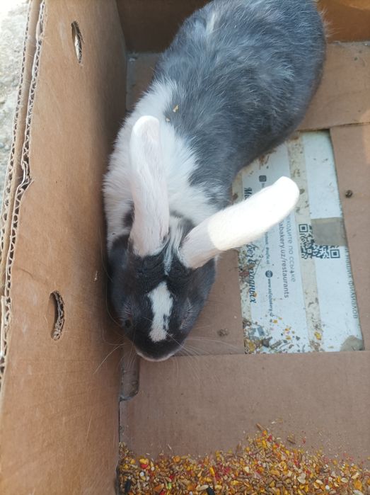 Quyon sotiladi panda erkak