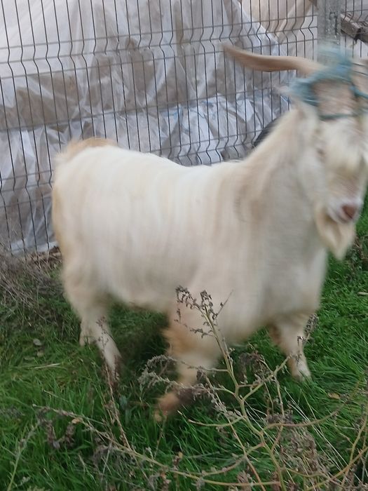 Se vinde  tap de anu trecut