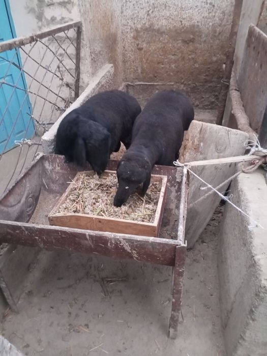 Qoʻchqorlar sotiladi