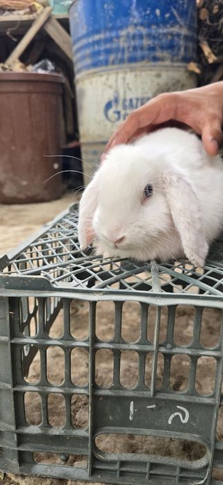 Karlik quyon sotiladi