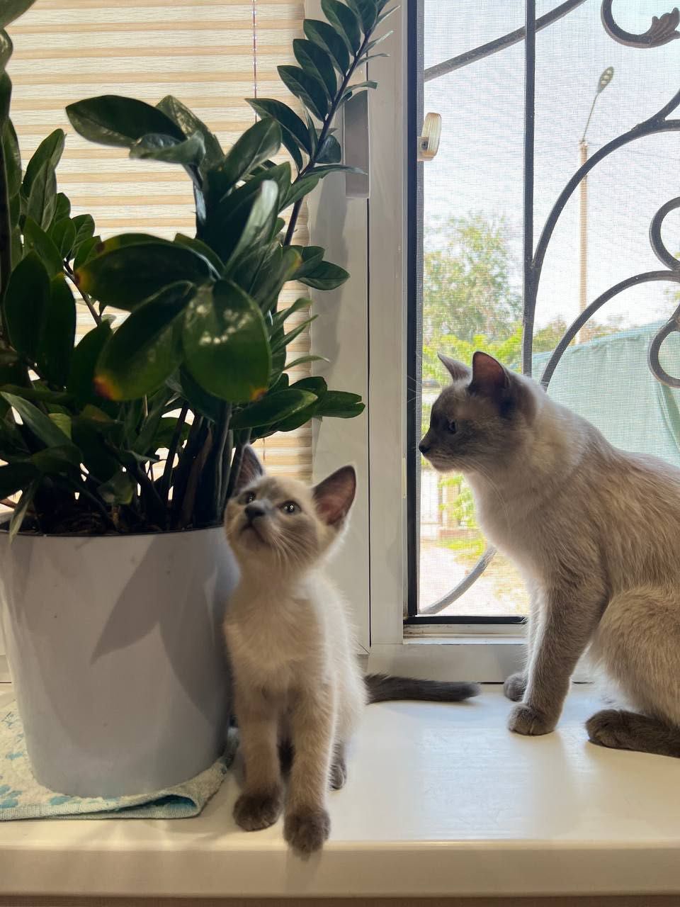 Продается котенок