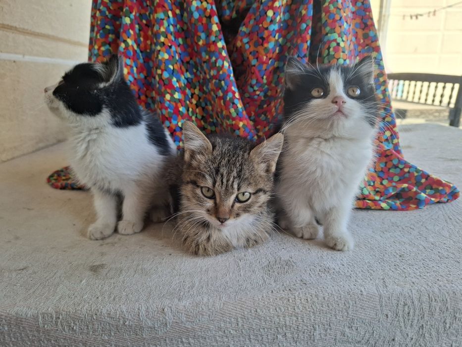 Пышыклар бар. Жаксы карайтугын адамлар болса хабарласын.