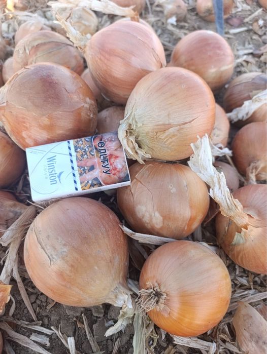 Лук репчатый средний и отборный (кумпер)