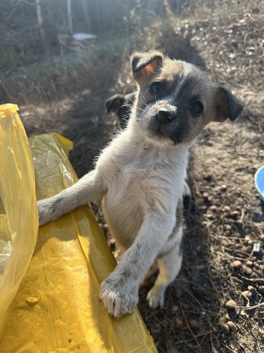 Щенок срочно ищет дом