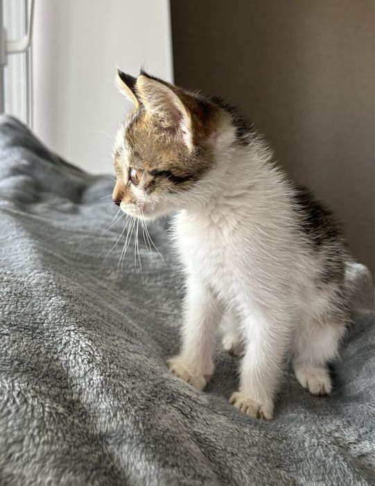 Отдам котёнка в добрые руки