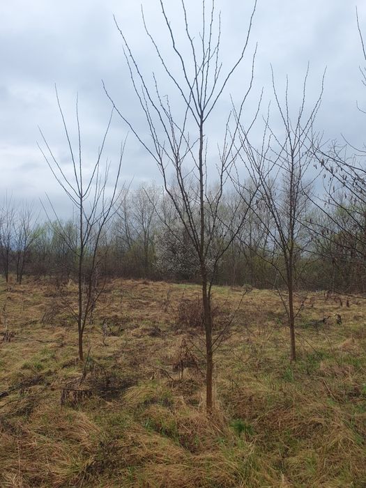 Leylandi, Mesteacan, tei argintiu, artar verde, stejar verde