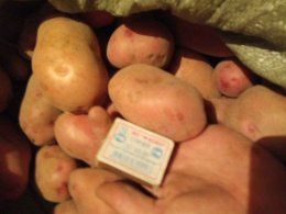 Семена картошка семена